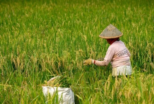 Kedaulatan Pangan Menjawab Tantangan dari Sawah sampai Dapur Rakyat