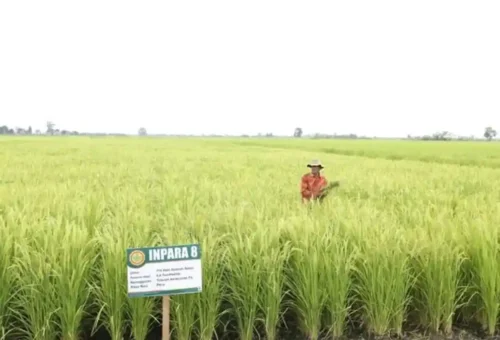 Kedaulatan Pangan Diperkuat lewat Percepatan Program Pertanian Nasional