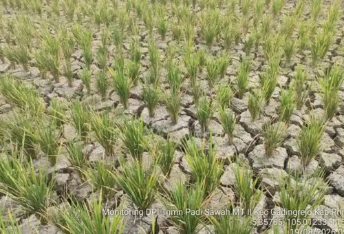 Kedaulatan Pangan Didorong melalui Produksi, Teknologi, dan Kesejahteraan Petani
